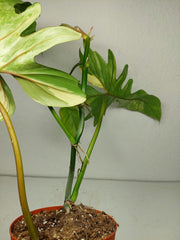 Philodendron Bipennifolium x Florida Beauty Variegata