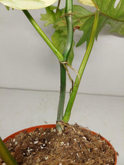 Philodendron Bipennifolium x Florida Beauty Variegata