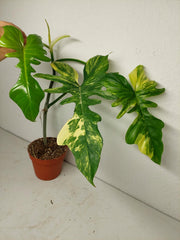 Philodendron Bipennifolium x Florida Beauty Variegata
