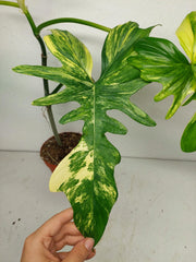 Philodendron Bipennifolium x Florida Beauty Variegata
