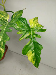 Philodendron Bipennifolium x Florida Beauty Variegata