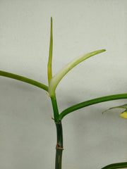 Philodendron Bipennifolium x Florida Beauty Variegata