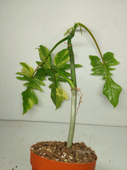 Philodendron Bipennifolium x Florida Beauty Variegata