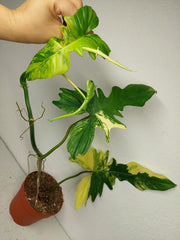 Philodendron Bipennifolium x Florida Beauty Variegata