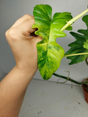 Philodendron Bipennifolium x Florida Beauty Variegata