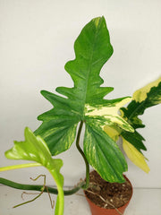 Philodendron Bipennifolium x Florida Beauty Variegata