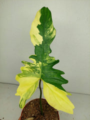 Philodendron Bipennifolium x Florida Beauty Variegata
