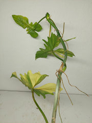 Philodendron Bipennifolium x Florida Beauty Variegata