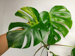 Monstera Aurea Stecklinge