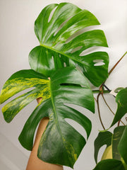 Monstera Aurea Stecklinge