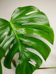 Monstera Aurea Stecklinge