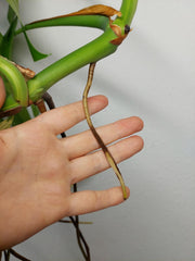 Monstera Aurea Stecklinge