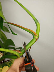 Monstera Aurea Stecklinge