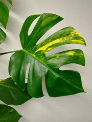Monstera Aurea Stecklinge