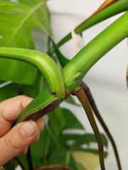 Monstera Aurea Stecklinge