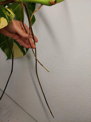 Monstera Aurea Stecklinge