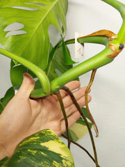 Monstera Aurea Stecklinge