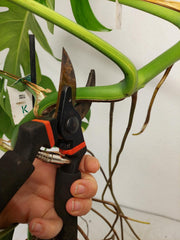 Monstera Aurea Stecklinge
