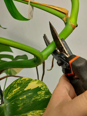 Monstera Aurea Stecklinge