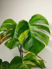 Monstera Aurea Stecklinge