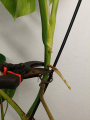 Monstera Aurea Stecklinge