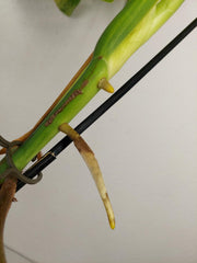 Monstera Aurea Stecklinge