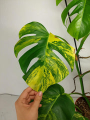 Monstera Aurea Stecklinge