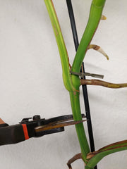 Monstera Aurea Stecklinge