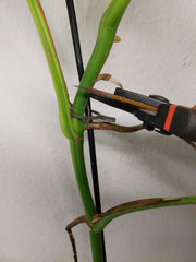 Monstera Aurea Stecklinge