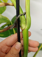 Monstera Aurea Stecklinge