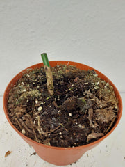 Monstera Aurea Stecklinge