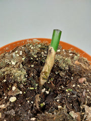 Monstera Aurea Stecklinge