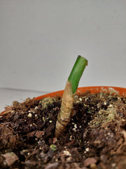 Monstera Aurea Stecklinge