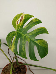 Monstera Aurea Stecklinge