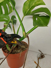 Monstera Aurea Stecklinge