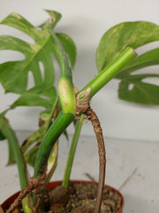 Monstera Aurea Stecklinge