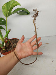 Monstera Aurea Stecklinge