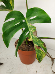 Monstera Aurea Stecklinge