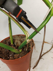 Monstera Aurea Stecklinge