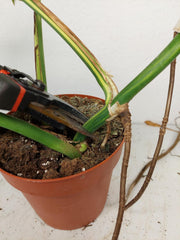 Monstera Aurea Stecklinge