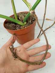 Monstera Aurea Stecklinge