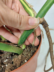 Monstera Aurea Stecklinge