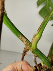 Monstera Aurea Stecklinge