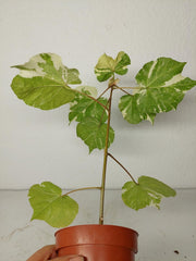 Sad Plants