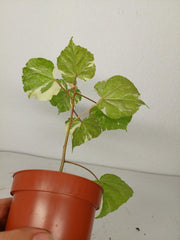 Sad Plants