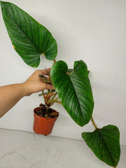 Sad Plants