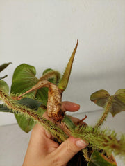 Sad Plants