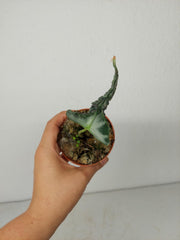 Sad Plants