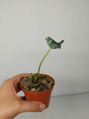 Sad Plants