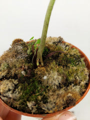 Sad Plants